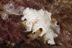Candy stripe flatworm. North Wales.
D200, 60mm. by Derek Haslam 